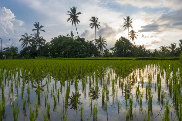 Plaines de riz vert sur l'île de Bali, Jatiluwih près d'Ubud, Indonésie — Photo