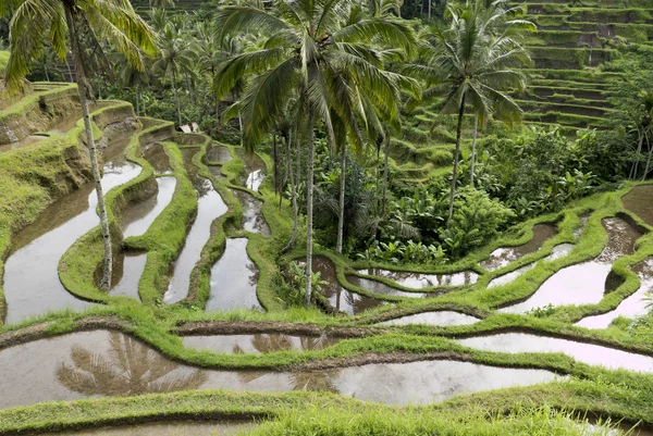 Zielone pola ryżowe na wyspie Bali, Jatiluwih koło Ubud, Indonezja — Zdjęcie stockowe