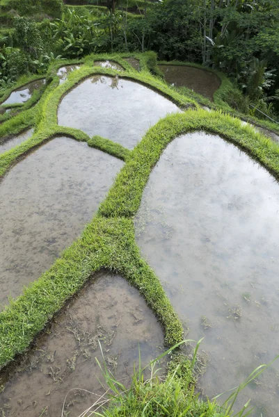 Grönt ris fält på Bali ön, Jatiluwih nära Ubud, Indonesien — Stockfoto