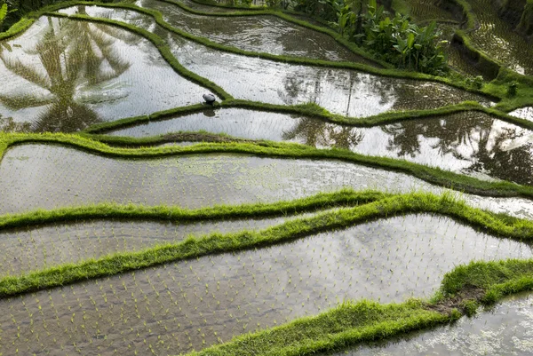 Bali adasındaki yeşil pirinç tarlaları, Ubud yakınlarındaki Jatiluwih, Endonezya