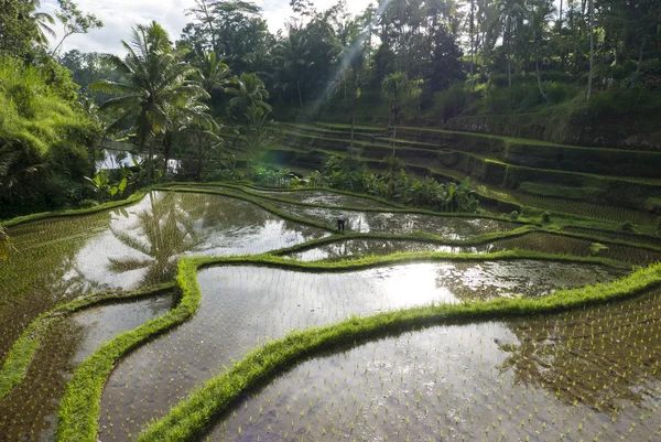 Plaines de riz vert sur l'île de Bali, Jatiluwih près d'Ubud, Indonésie — Photo