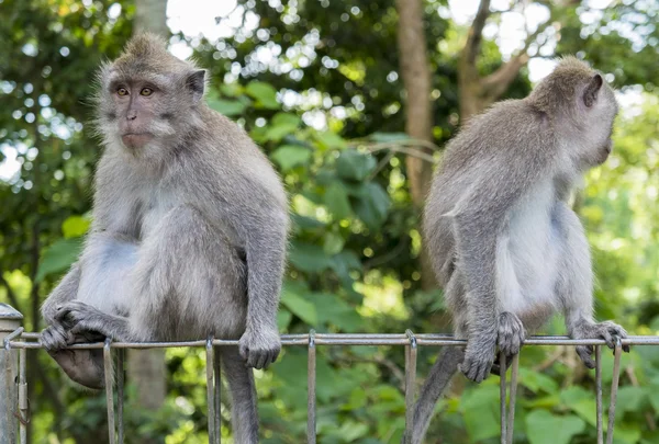 Monkeys at sacred monkey forest, Ubud, Bali, Indonesia — Stock Photo, Image
