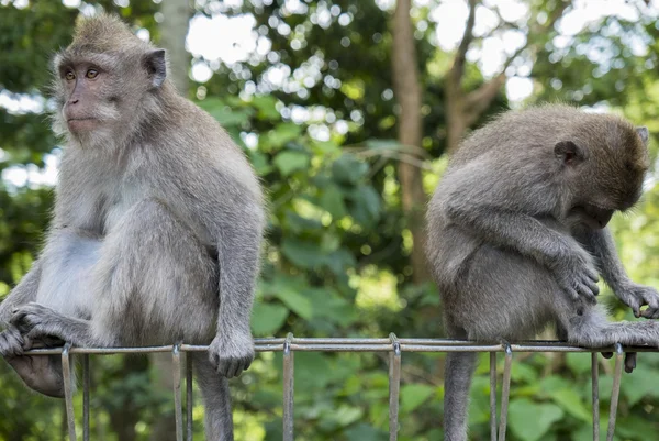 Monkeys at sacred monkey forest, Ubud, Bali, Indonesia — Zdjęcie stockowe