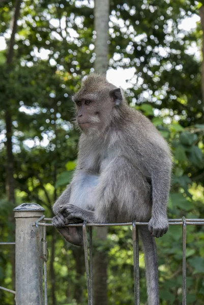 Małpa w święte at Monkey Forest Ubud, Bali, Indonezja — Zdjęcie stockowe