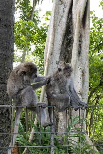 Scimmie nella foresta sacra delle scimmie, Ubud, Bali, Indonesia — Foto Stock