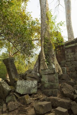 Ağaç Prasat Ta Prohm Tapınağı Angkor Thom taş duvara