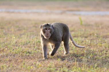 Angkor, Kamboçya harabelerde yürüyüş makak maymunu