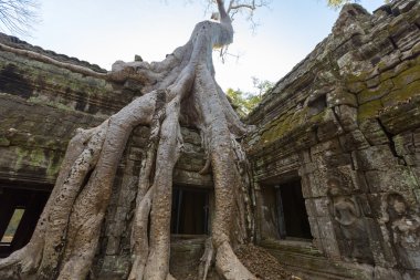 Ağaç Prasat Ta Prohm Tapınağı Angkor Thom taş duvara