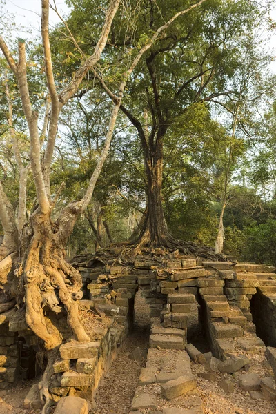 Träd på stenmur av Prasat Ta Prohm-templet i Angkor Thom — Stockfoto