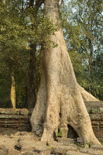 Baum auf Steinmauer des prasat ta prohm Tempels in angkor thom — Stockfoto