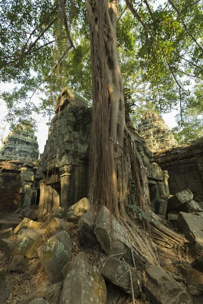 Baum auf Steinmauer des prasat ta prohm Tempels in angkor thom — Stockfoto