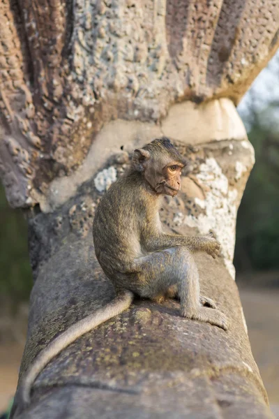 Macaco Scimmia mangiare su antiche rovine di Angkor, Cambogia — Foto Stock