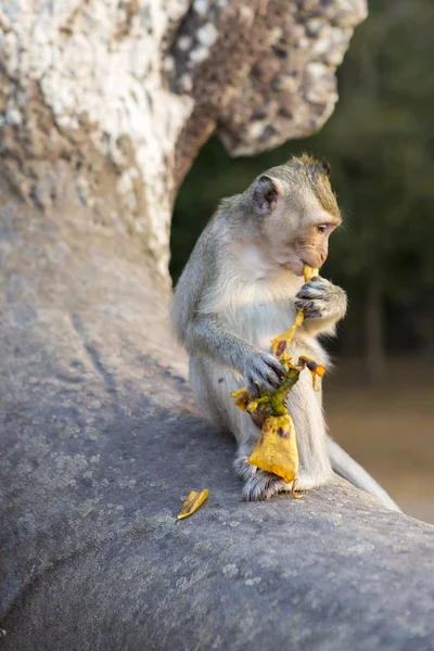 Macaque Monkey sitting on ancient ruins of Angkor, Cambodia — Stock Photo, Image