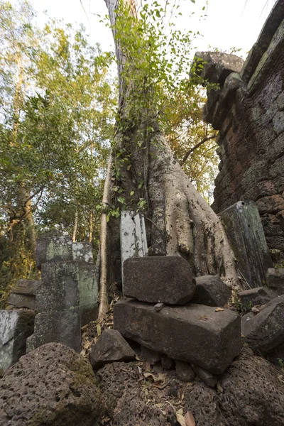 Strom na kamenné zdi Prasat chrám Ta Prohm v Angkor Thom — Stock fotografie