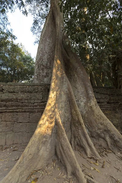 Baum auf Steinmauer des prasat ta prohm Tempels in angkor thom — Stockfoto