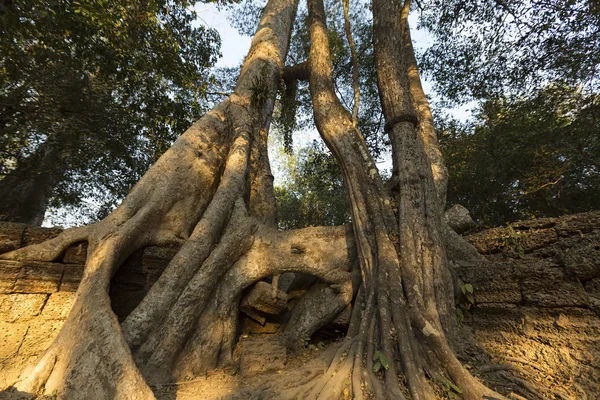 Arbre sur le mur de pierre du temple Prasat Ta Prohm à Angkor Thom — Photo