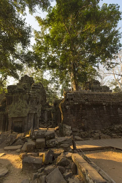 Träd på stenmur av Prasat Ta Prohm-templet i Angkor Thom — Stockfoto