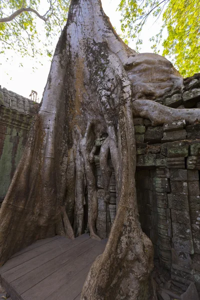 Baum auf Steinmauer des prasat ta prohm Tempels in angkor thom — Stockfoto