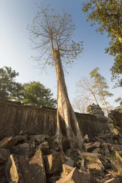 アンコール ・ トムにおけるプラサート ・ Ta プローム寺院の石の壁のツリー — ストック写真