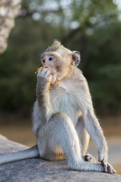 Makaak Monkey zittend op de oude ruïnes van Angkor, Cambodja Stockfoto