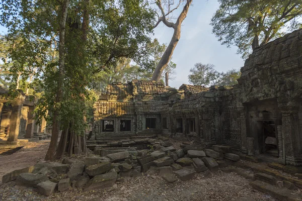 Ta Prohm, Ancient Temple i Jungle Forest i Angkor, Kambodja — Stockfoto