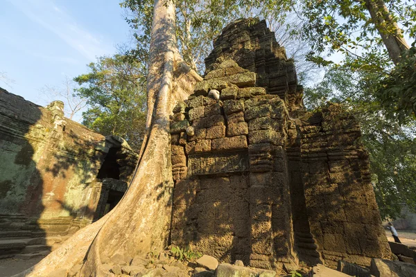 Ta prohm, uralter Tempel im Dschungel in Angkor, Kambodscha — Stockfoto