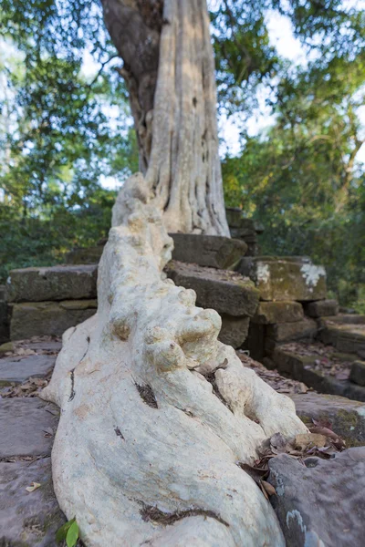 Árvore na parede de pedra de Prasat Ta Prohm Templo em Angkor Thom — Fotografia de Stock