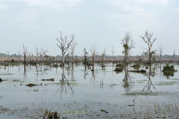 在吴哥窟附近杭尼克 Pean 湖的树木反射。柬埔寨 — 图库照片