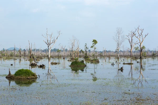 Riflessione degli alberi nel lago di Neak Pean vicino ad Angkor Wat. Cambogia — Foto Stock