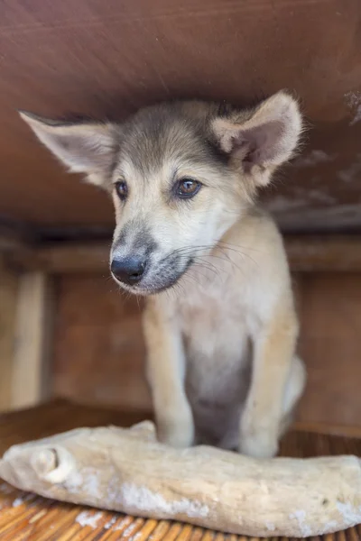 Gelukkig puppy zitten in houten kist met stuk van hout als een geschenk — Stockfoto