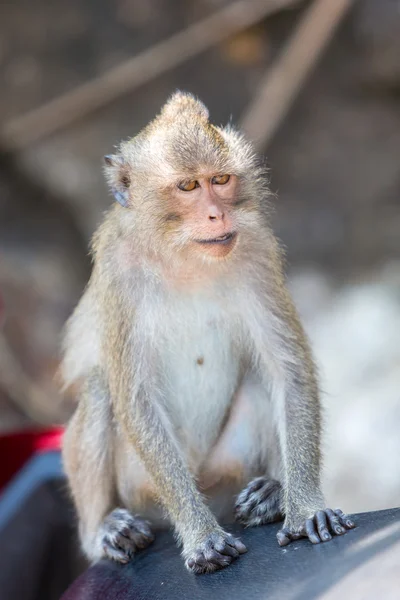 Primo piano della scimmia Koh Chang seduta su un sedile dello scooter, Thailandia — Foto Stock