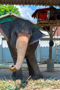 Sallanan fil. Koh Chang turistik. Tayland