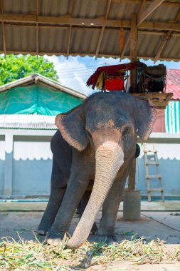 Sallanan fil. Koh Chang turistik. Tayland