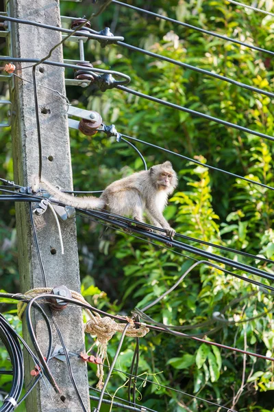 Closeup Koh Chang opice sedící na elektrický pól, Thajsko — Stock fotografie