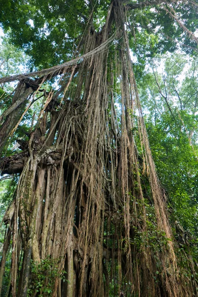 Selva tropical salvaje en el Santuario del Bosque del Mono Sagrado, Ubud —  Fotos de Stock