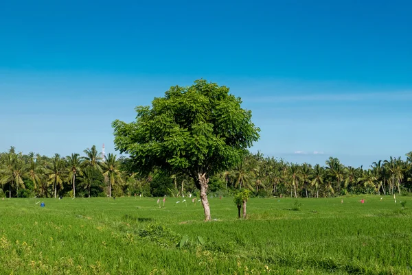 Des rizières vertes à Ubud, Bali. Indonésie — Photo