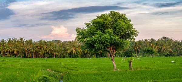 Panorama des rizières vertes à Ubud, Bali. Indonésie — Photo