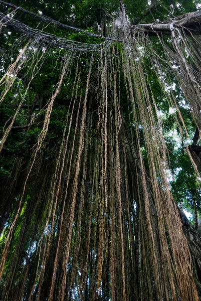 Vild tropisk djungel vid helgedomen Monkey Forest Sanctuary, Ubud — Stockfoto