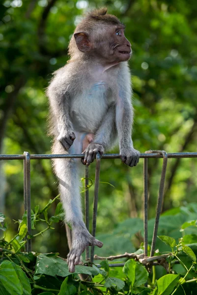 Scimmia neonata nella foresta sacra delle scimmie, Ubud, Bali, Indonesia — Foto Stock