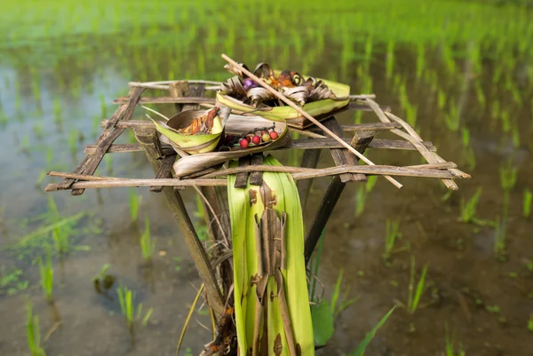 Ofertas religiosas em campo de arroz perto de Ubud em Bali, Indonésia — Fotografia de Stock