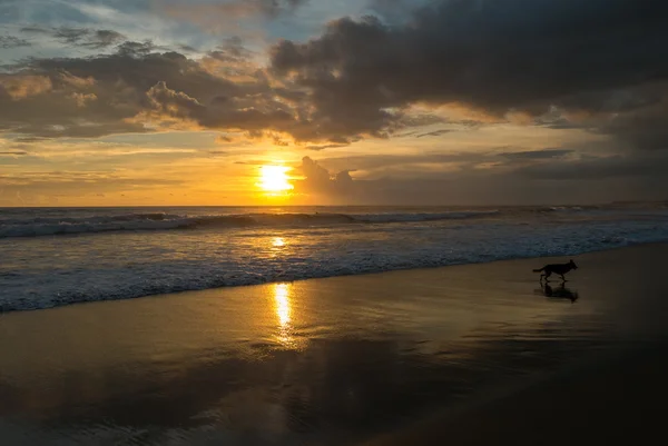 Собака бегает по пляжу на закате Чэнгу на Бали — стоковое фото