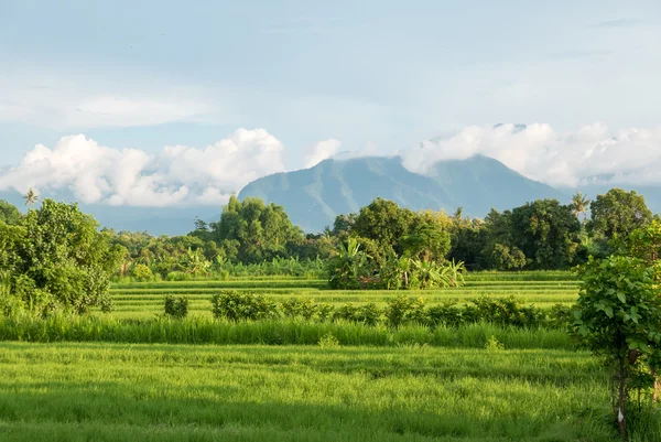Gröna risfält i Lovina på ön Bali med vulkanen, Indones — Stockfoto