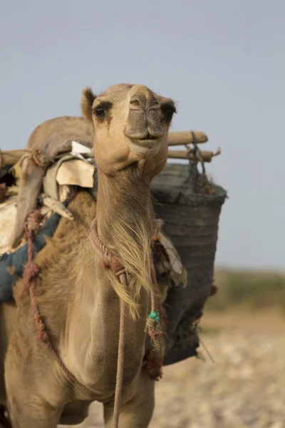 Camel op het strand in Marokko — Stockfoto