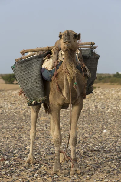 摩洛哥在海滩上的骆驼 — 图库照片