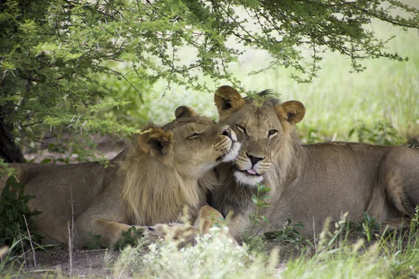 Úžasné lvi sedící a mazlení v buši Moremi — Stock fotografie