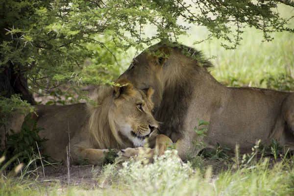 Leões incríveis sentados e abraçados no mato de Moremi — Fotografia de Stock