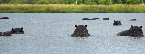 Hippopótamo no Delta do Okavango - Parque Nacional do Moremi no Botswan — Fotografia de Stock