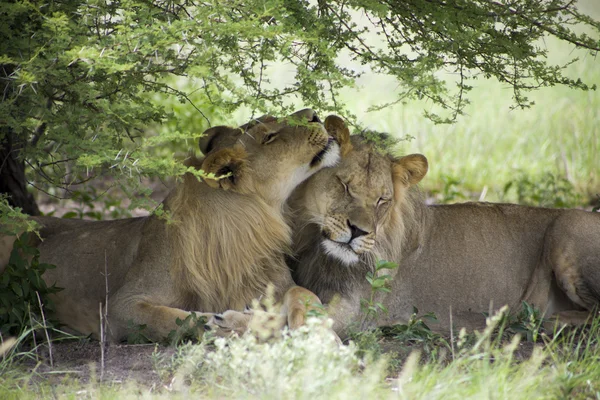 Leões incríveis sentados e abraçados no mato de Moremi — Fotografia de Stock