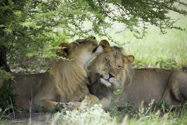 Leões incríveis sentados e abraçados no mato de Moremi — Fotografia de Stock