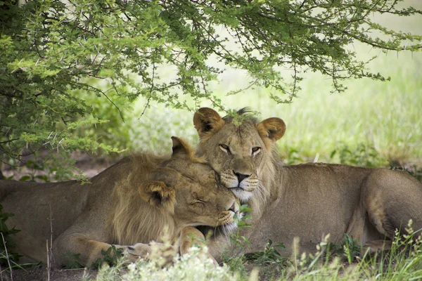 Erstaunliche Löwen sitzen und kuscheln im Busch von Moremi — Stockfoto